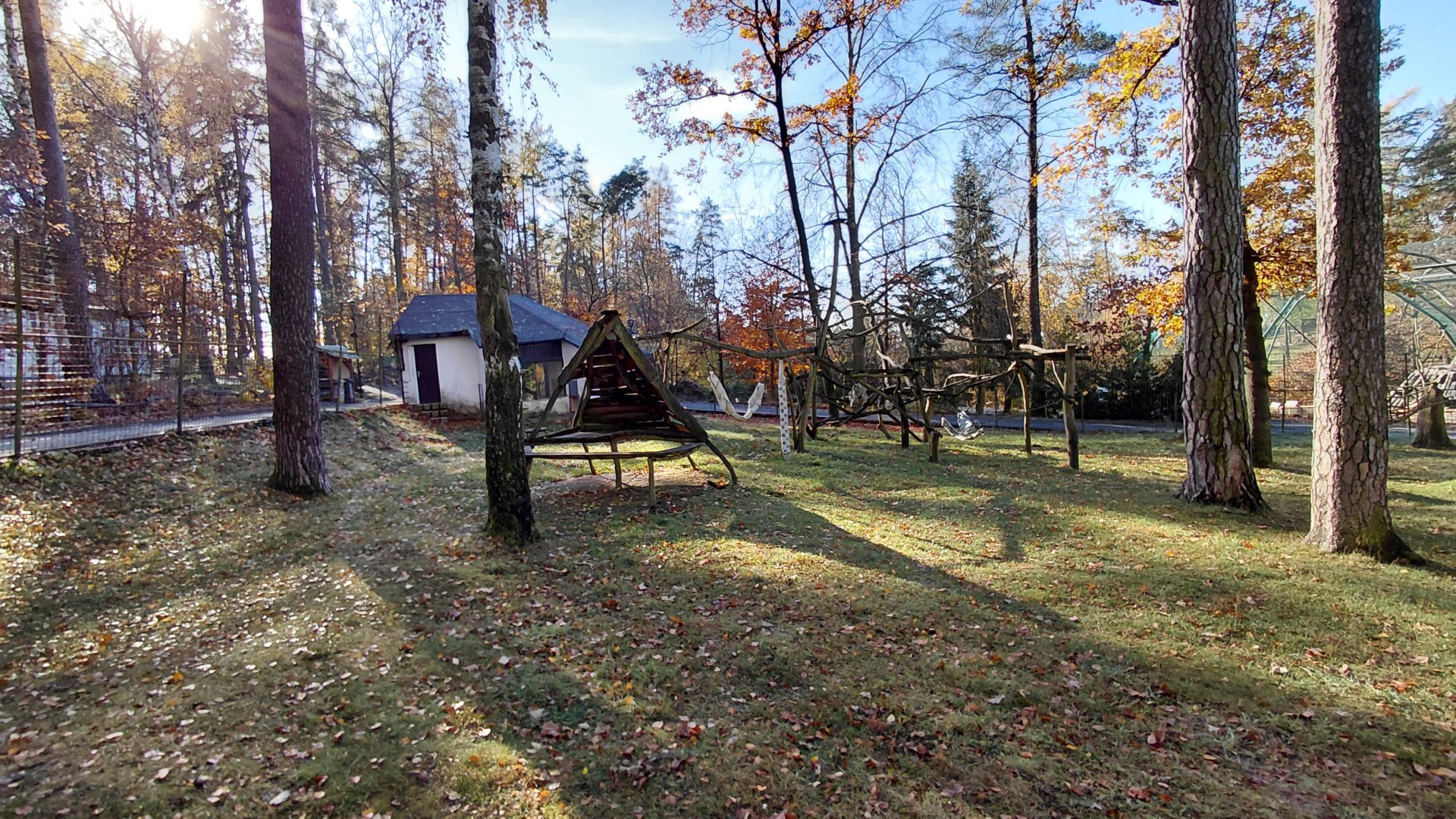 Patas monkey outdoor exhibit
