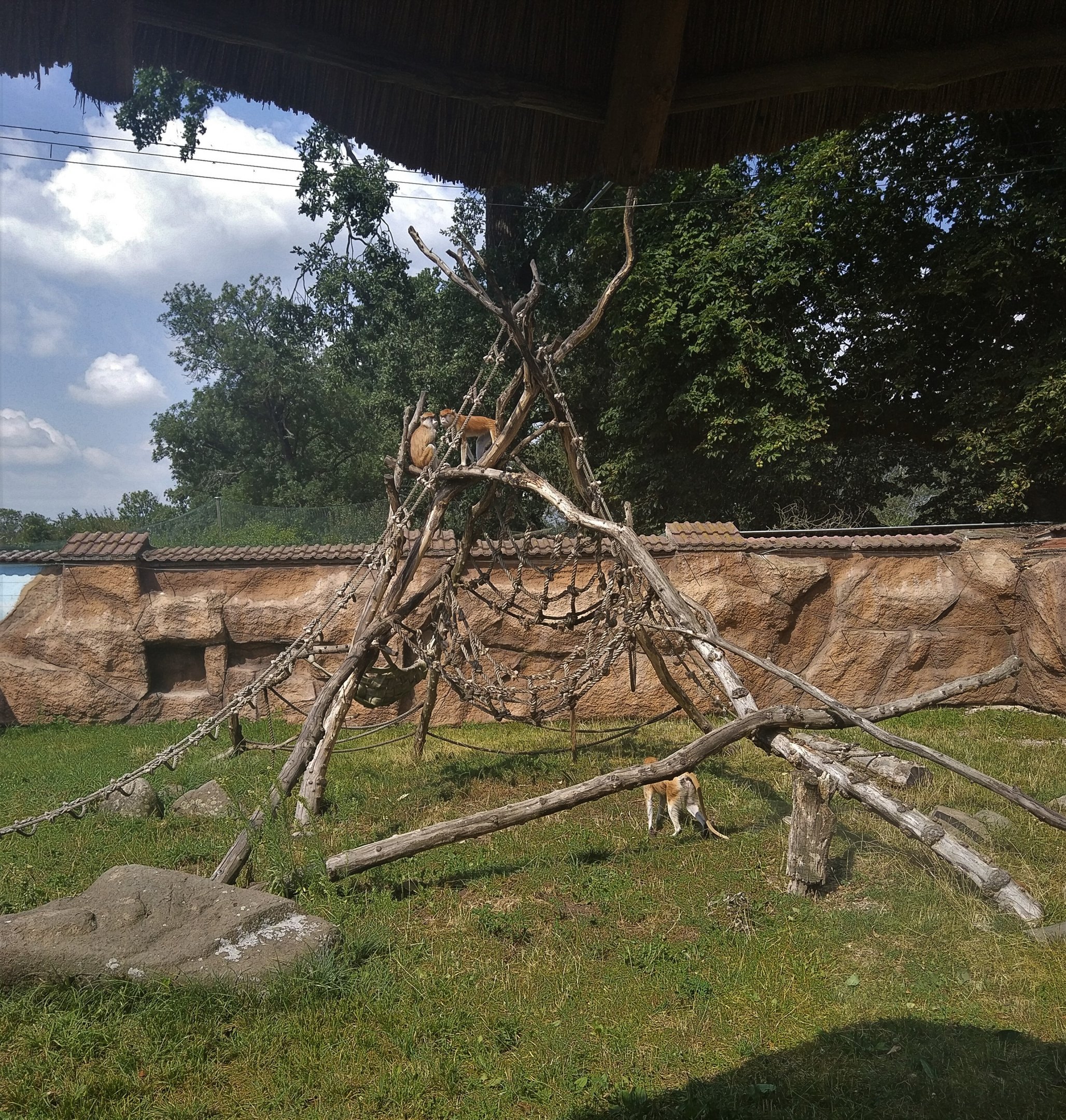 Patas Monkey Outdoors