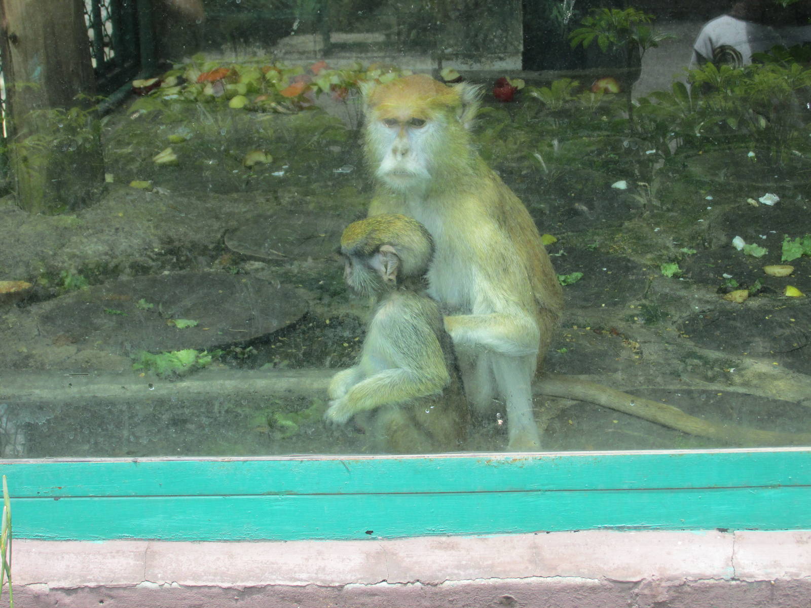 PATAS MONKEY SAN JUAN ARAGON ZOO