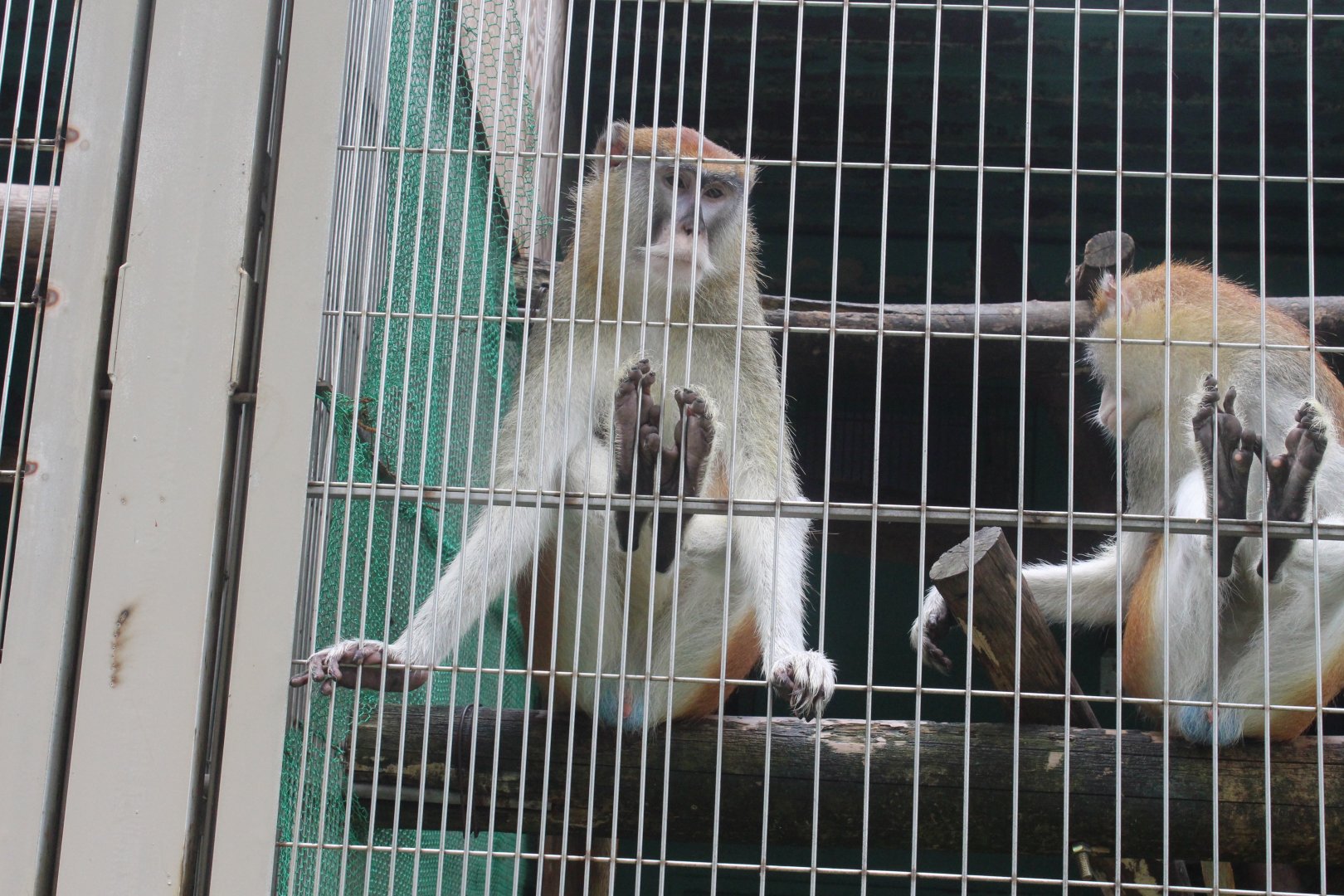 Patas monkey sitting in a weird way