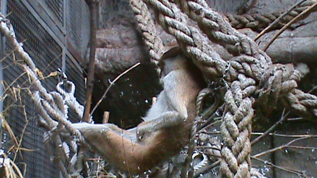 Patas monkey sleeping on a rope