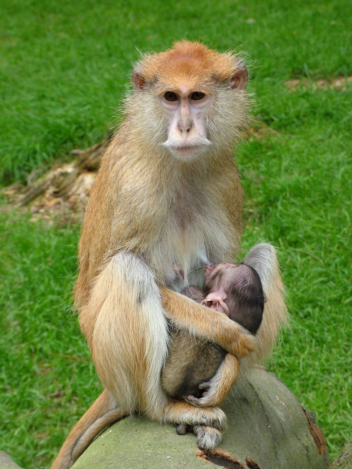 Patas Monkey Suckling Youngster at Olomouc 30/05/10