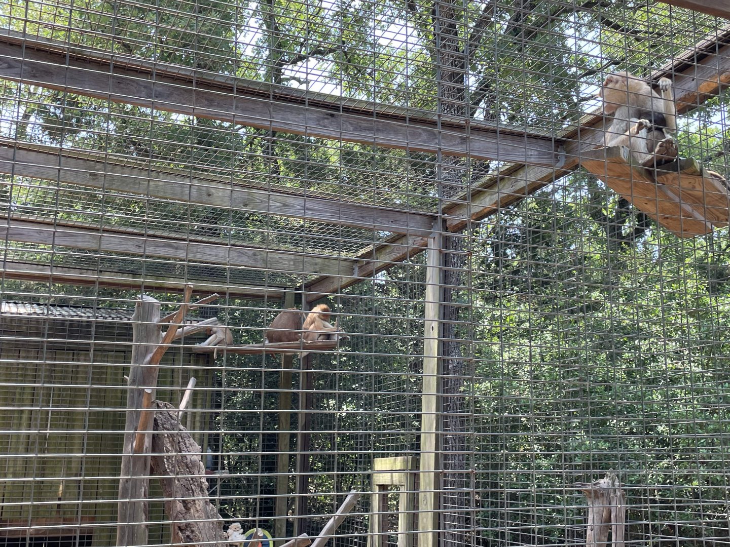 Patas Monkey with a baby