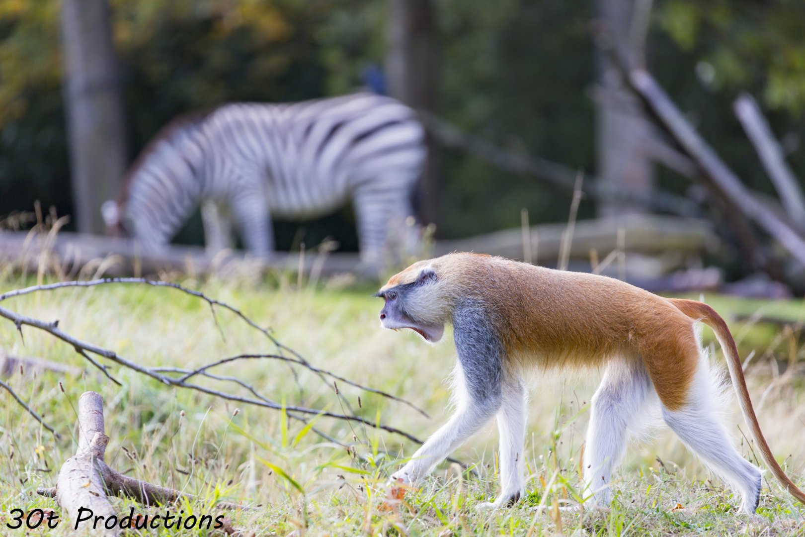 Patas monkey with zebra in background
