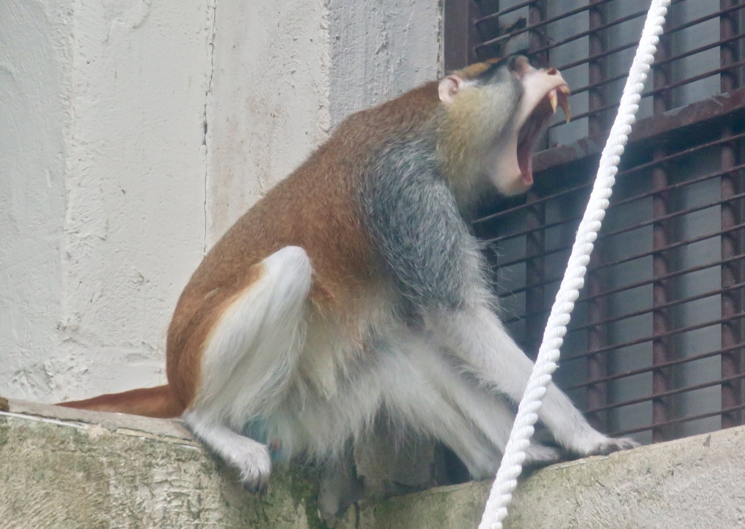 Patas Monkey yawning (Erythrocebus patas)
