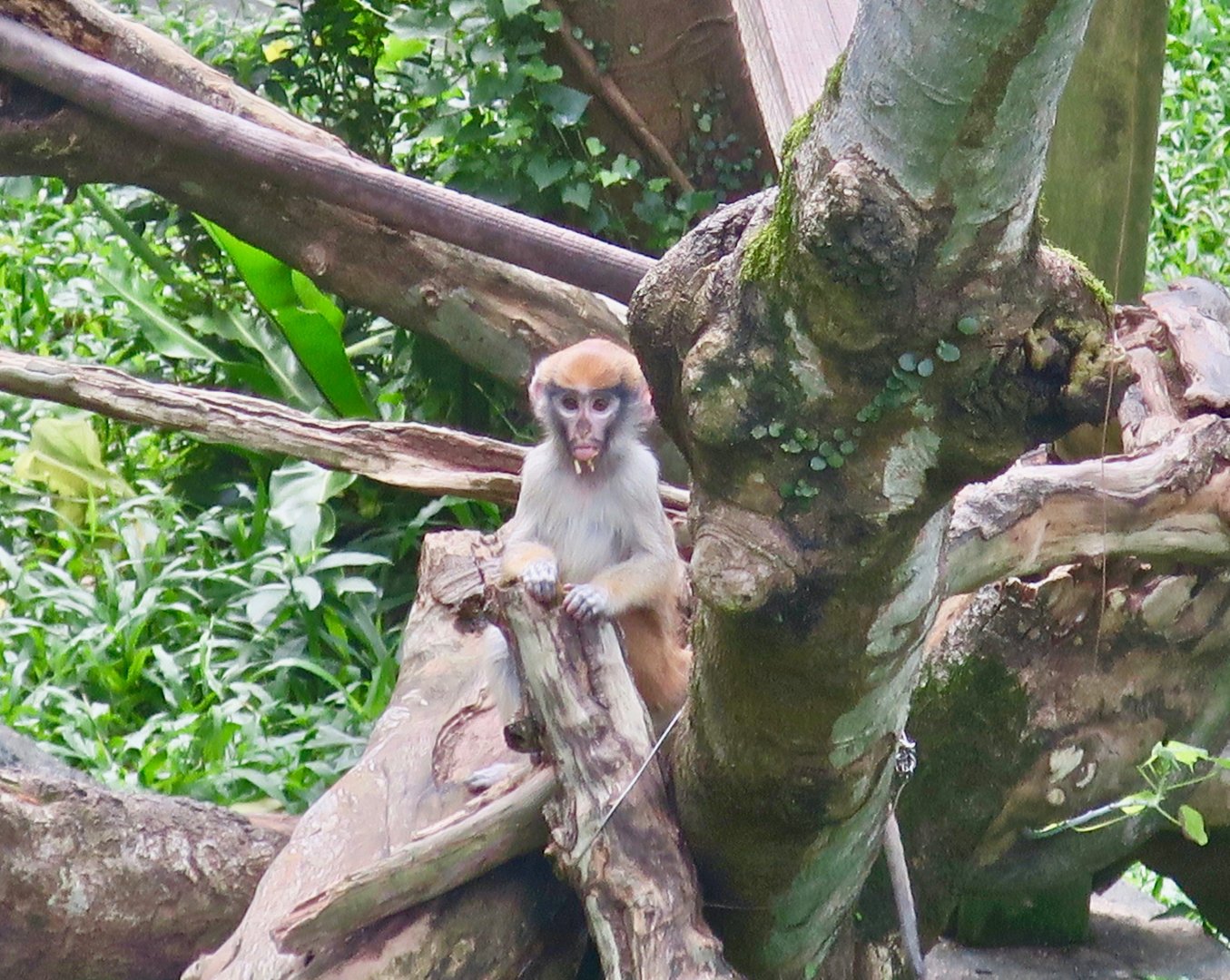Patas Monkey young (Erythrocebus patas)
