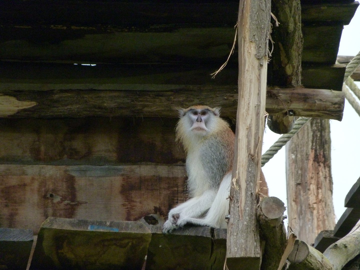 Patas monkey -ZooParc de Beauval (2025)
