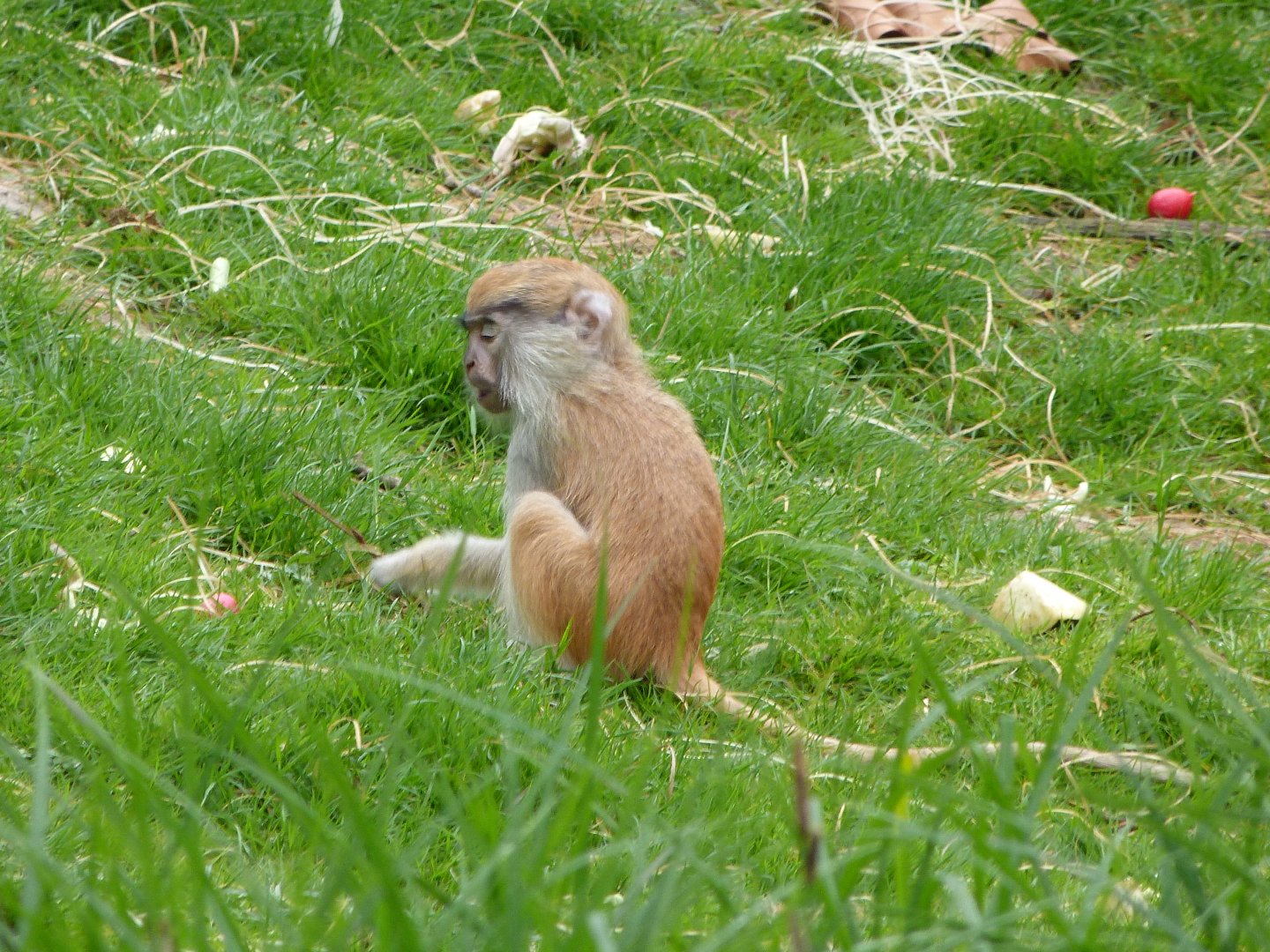 Patas monkey -ZooParc de Beauval (2025)