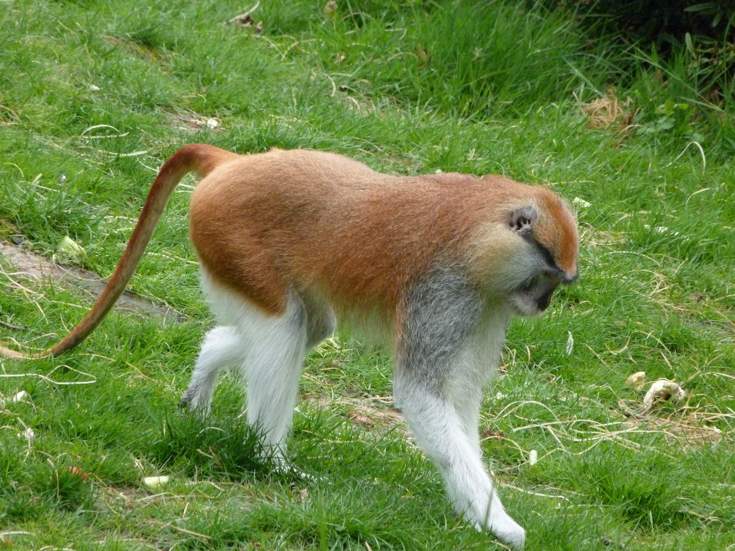 Patas monkey -ZooParc de Beauval (2025)