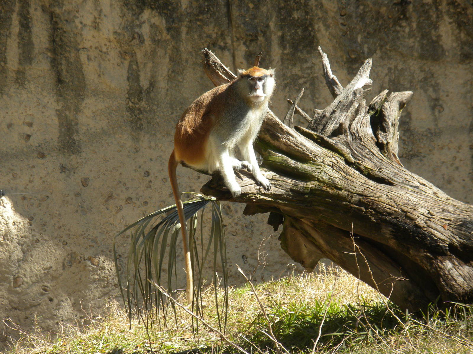 Patas monkey