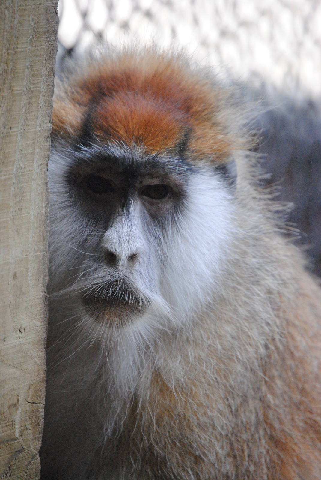 Patas Monkey