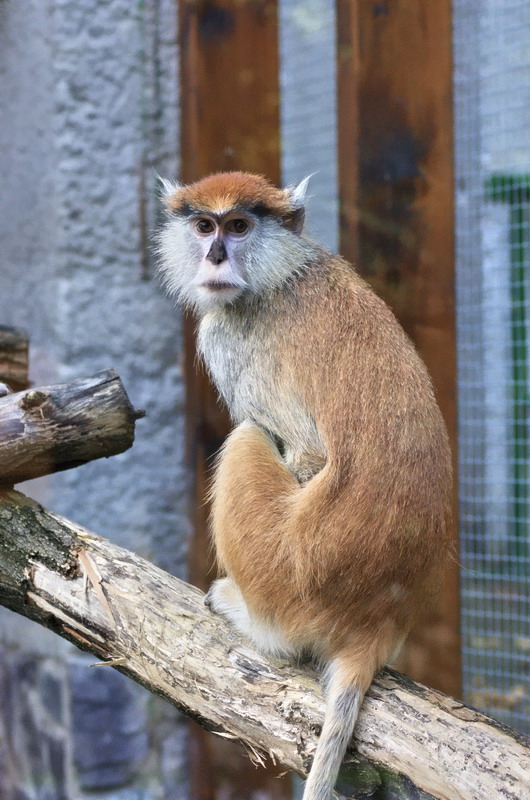 Patas monkey