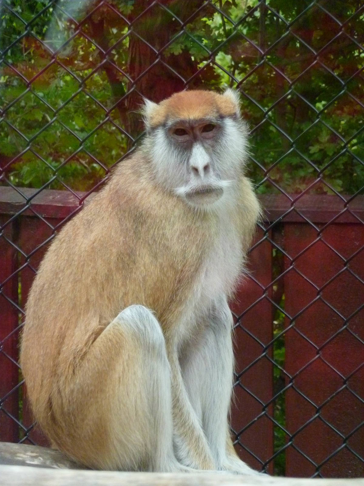 Patas monkey