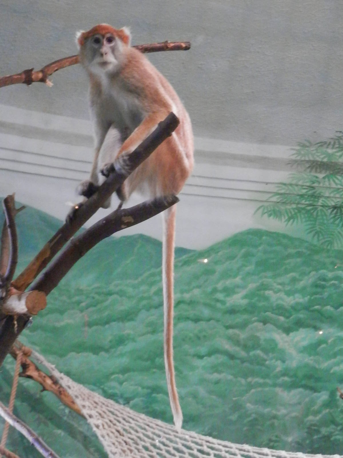 Patas monkey