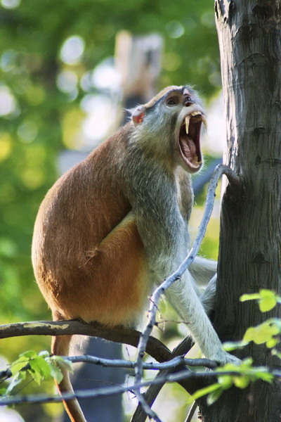 Patas monkey
