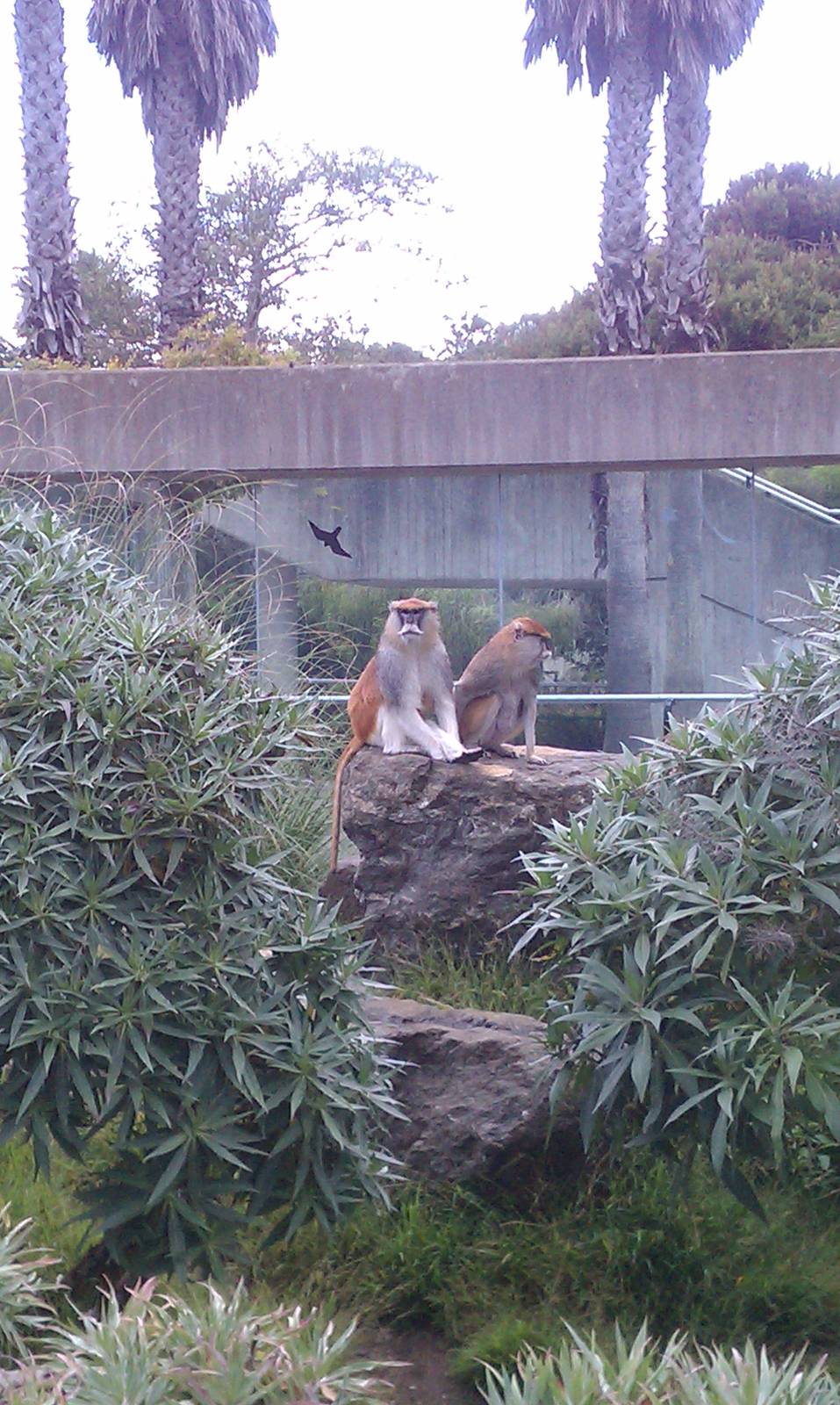 Patas monkey