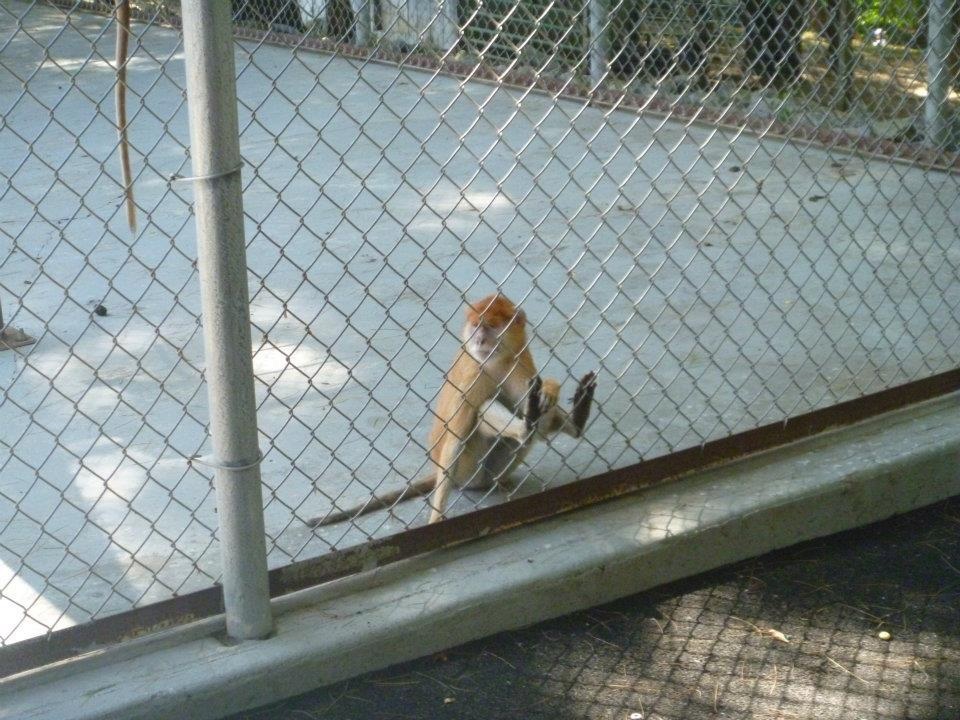 Patas Monkey