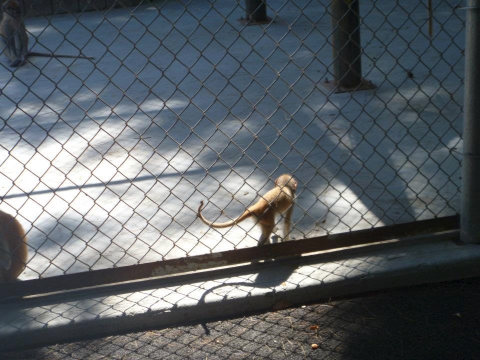 Patas Monkey