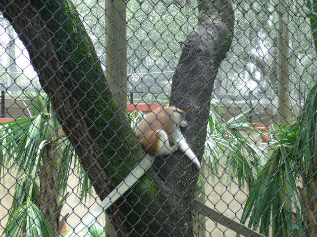 Patas Monkey