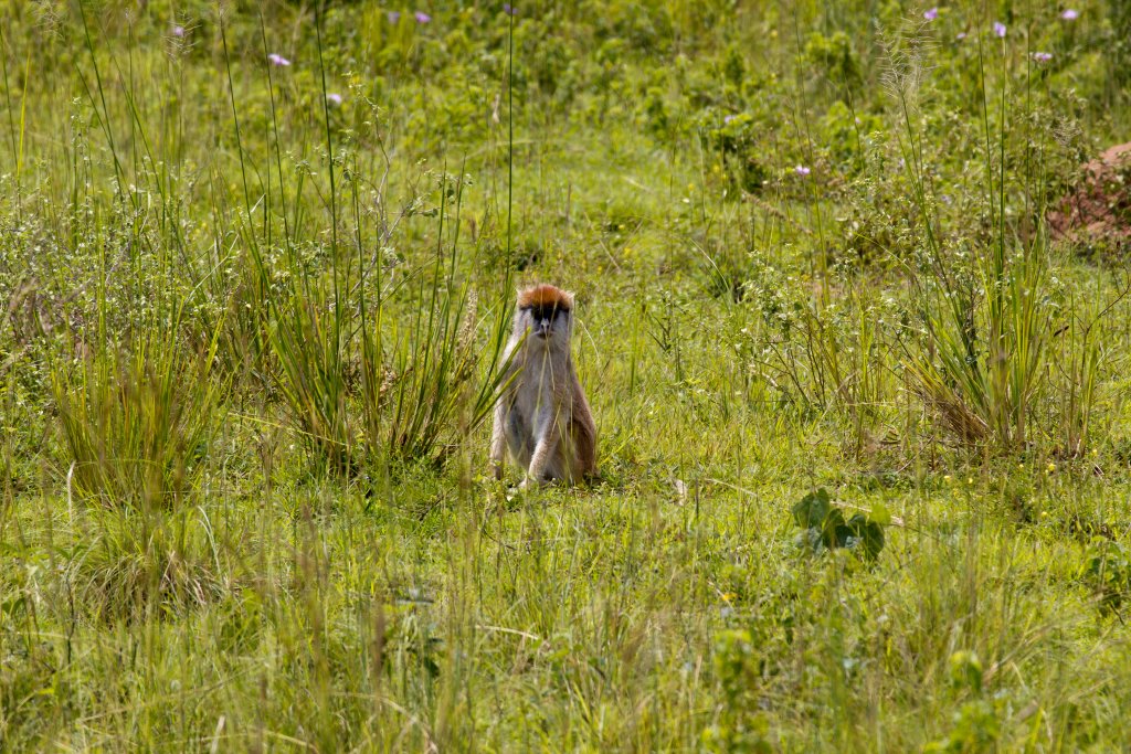 Patas Monkey