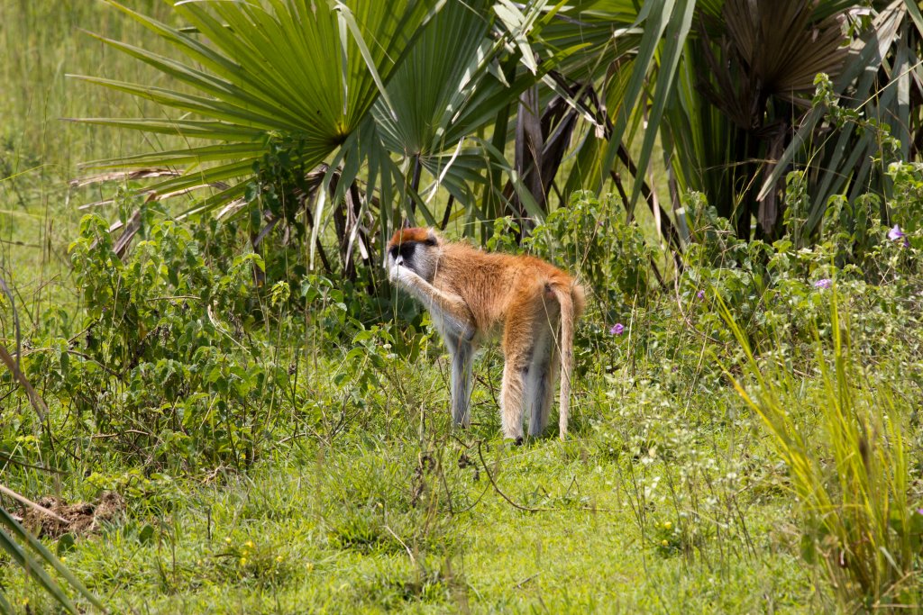 Patas Monkey