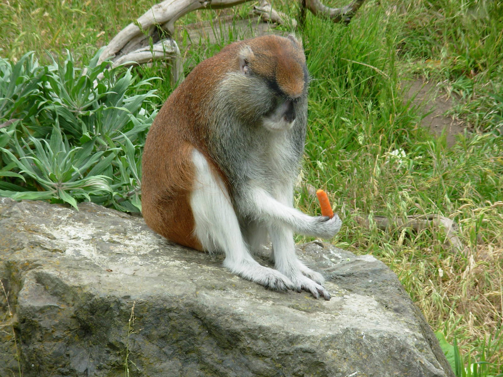 Patas Monkey