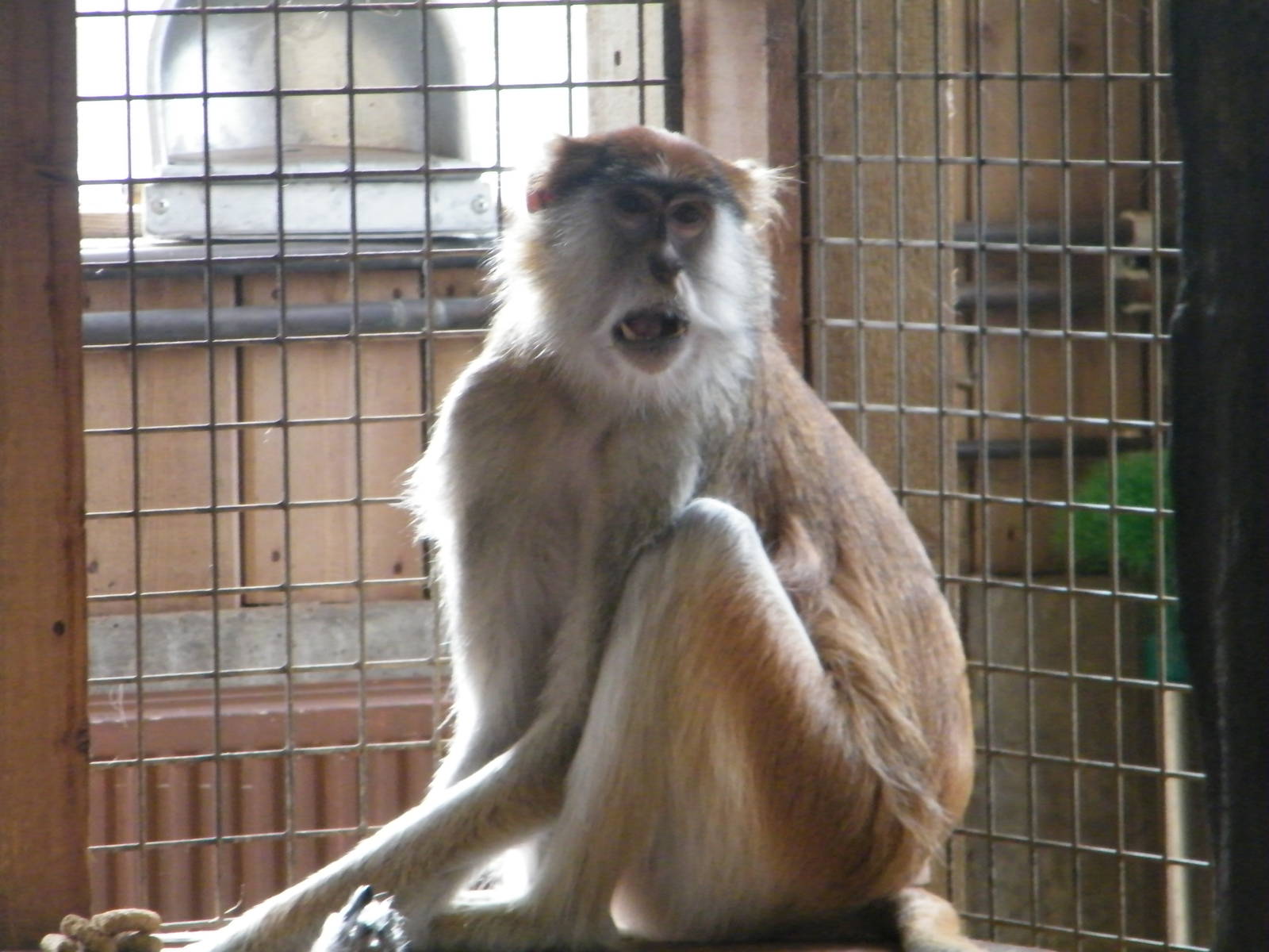 patas monkey