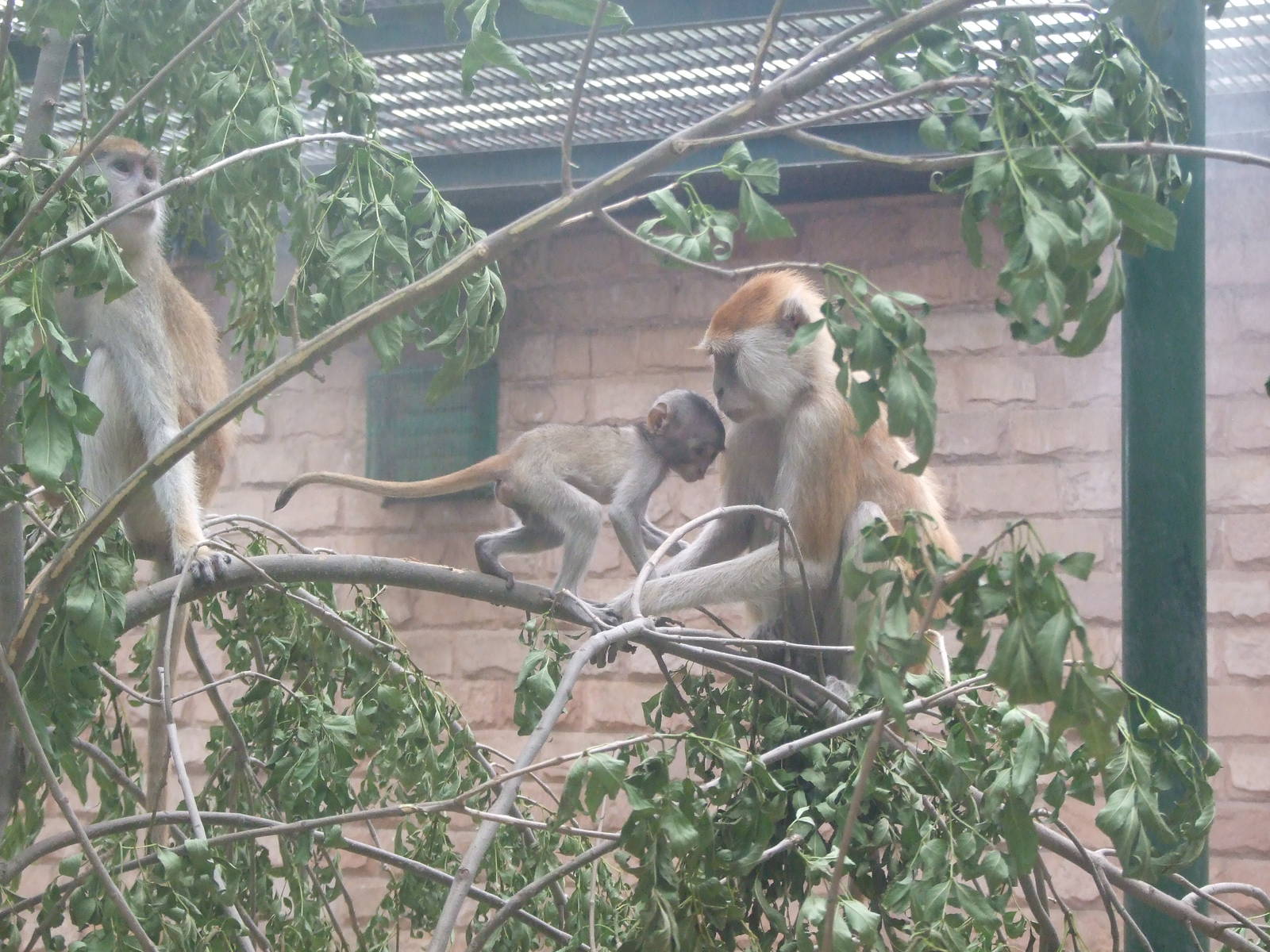 Patas monkey