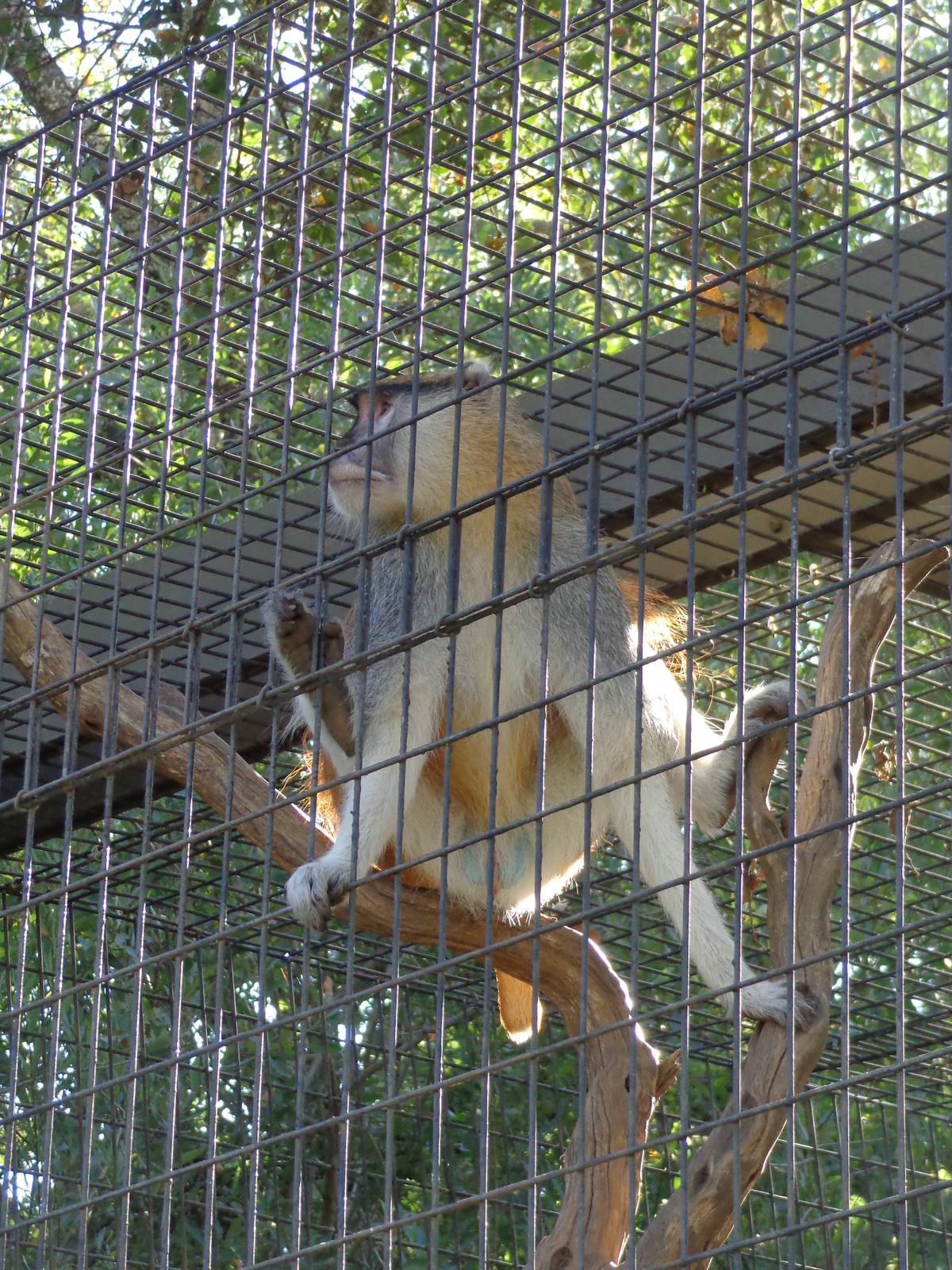Patas Monkey
