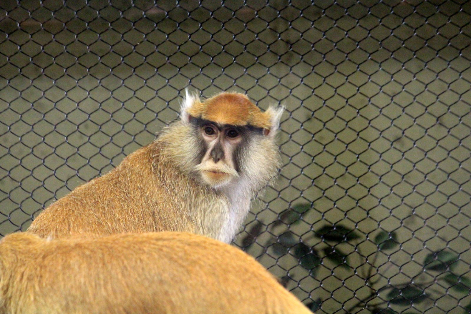 Patas Monkey