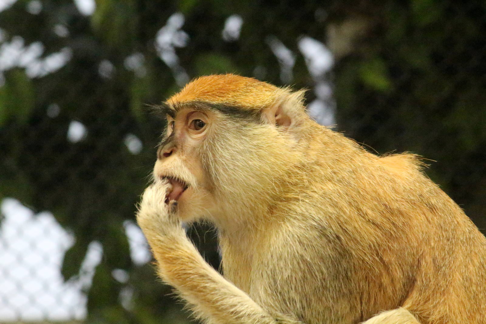 Patas Monkey