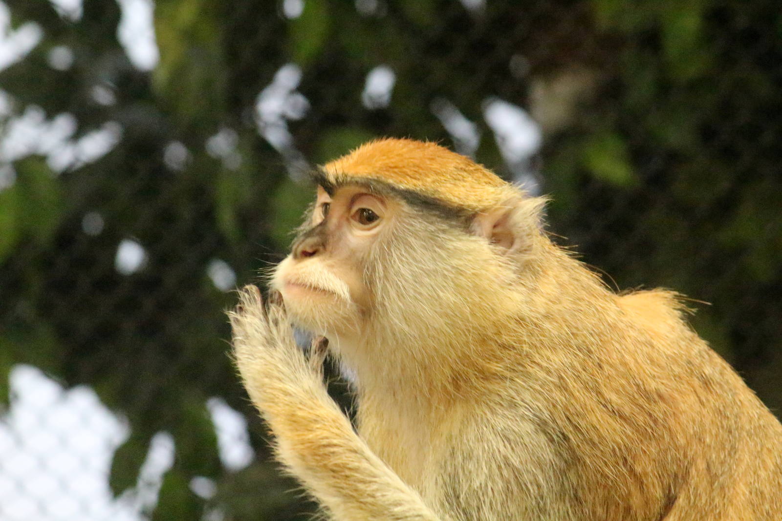 Patas Monkey