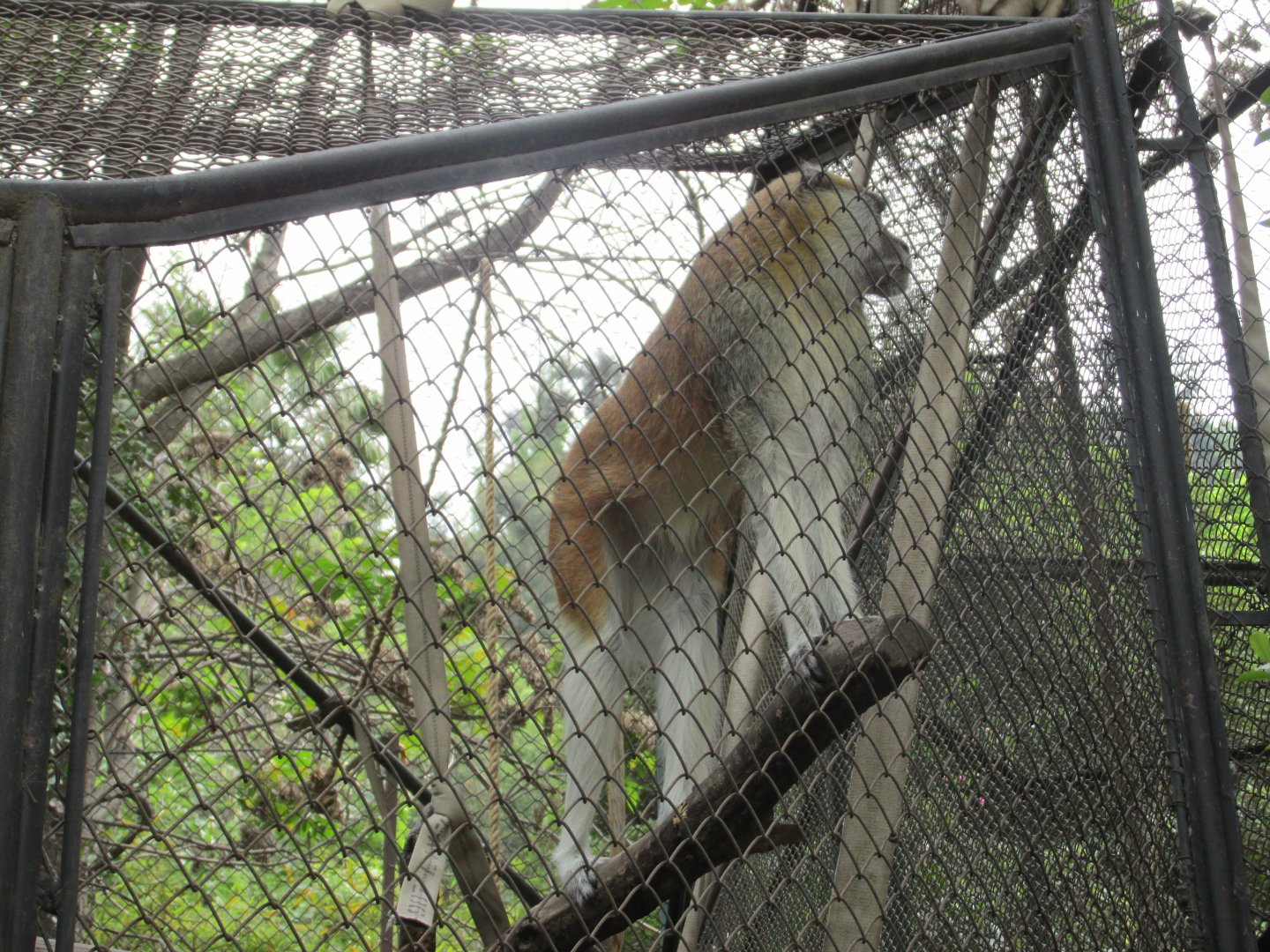 patas monkey