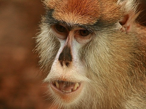 Patas Monkey