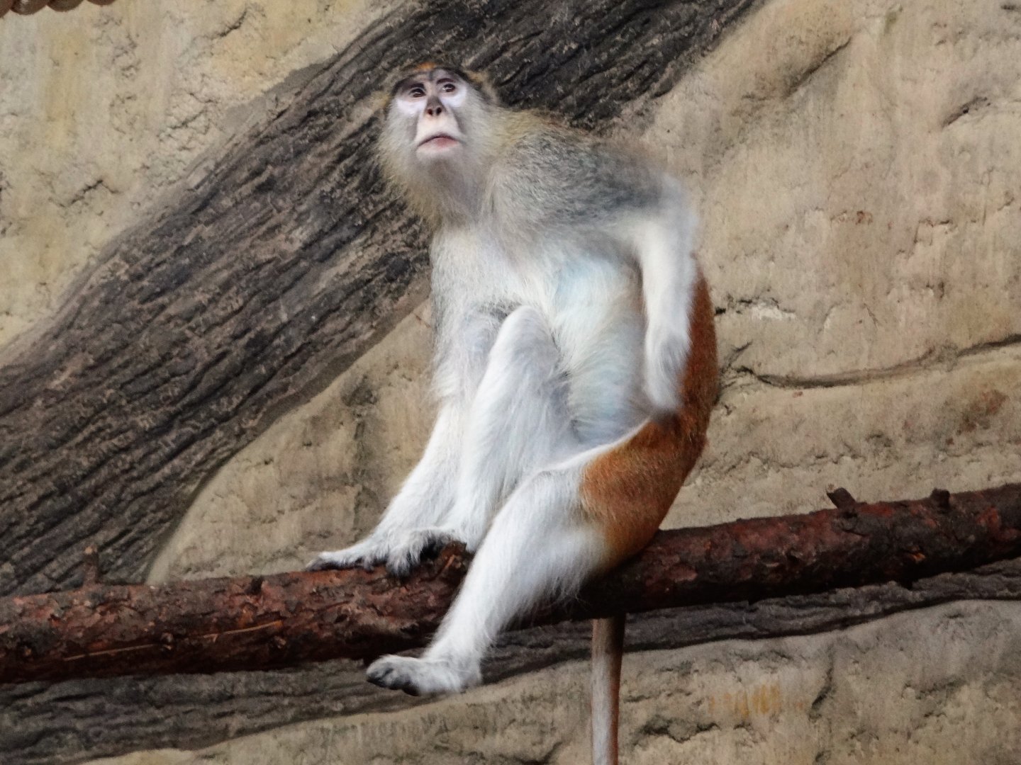 Patas Monkey