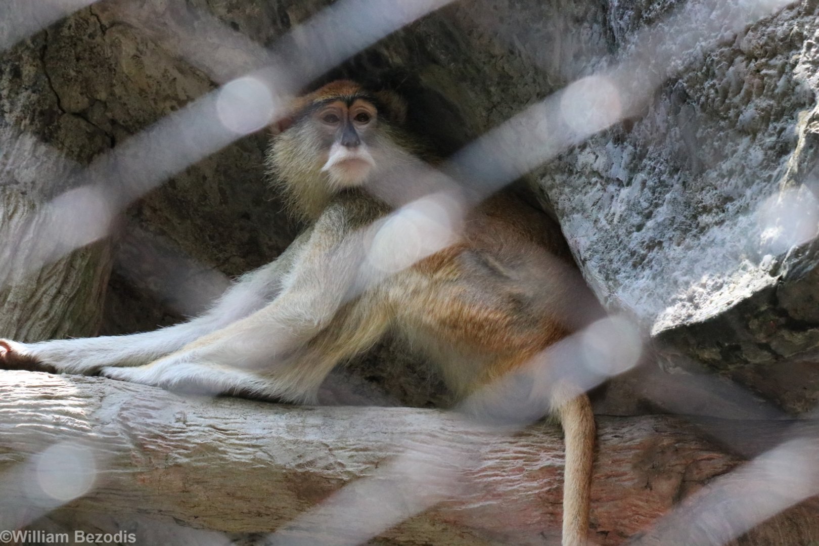 Patas Monkey