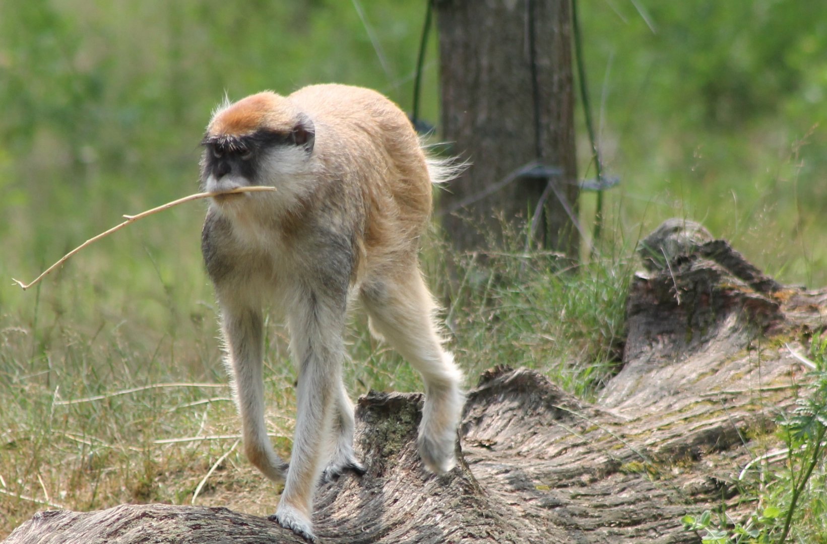 Patas monkey