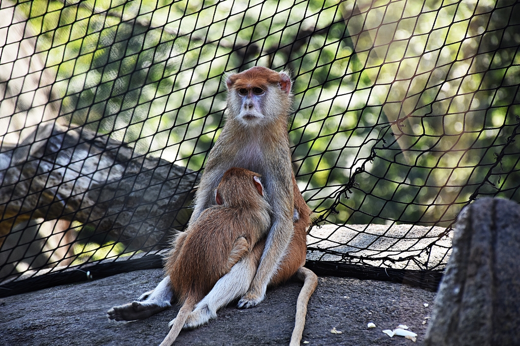 Patas monkey