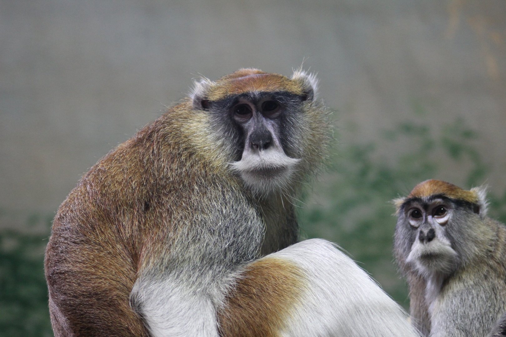Patas Monkey