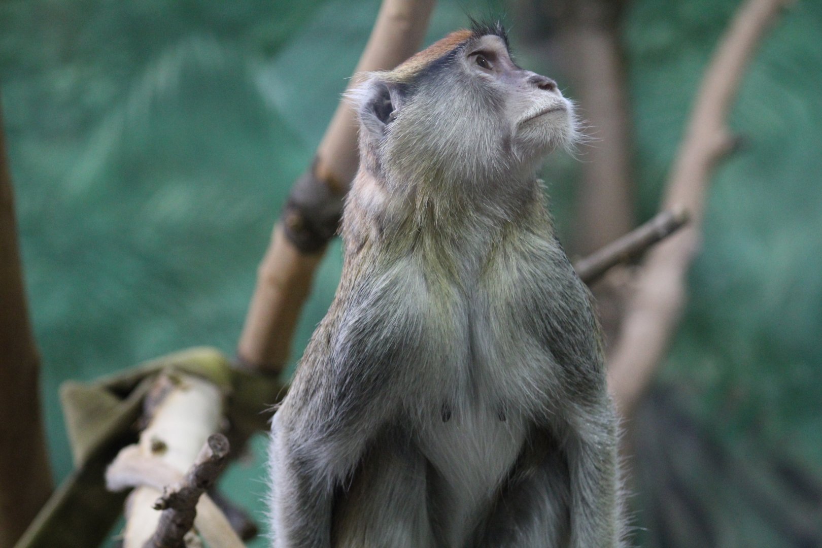 Patas Monkey