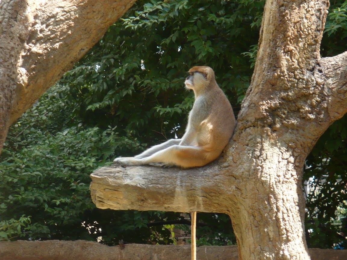 Patas monkey