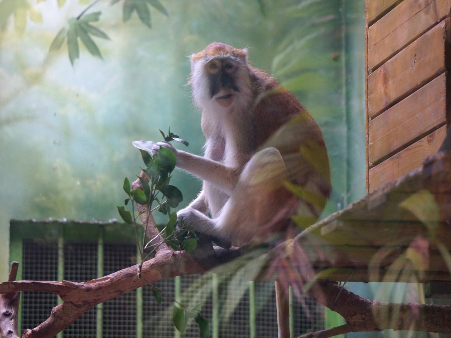 Patas monkey