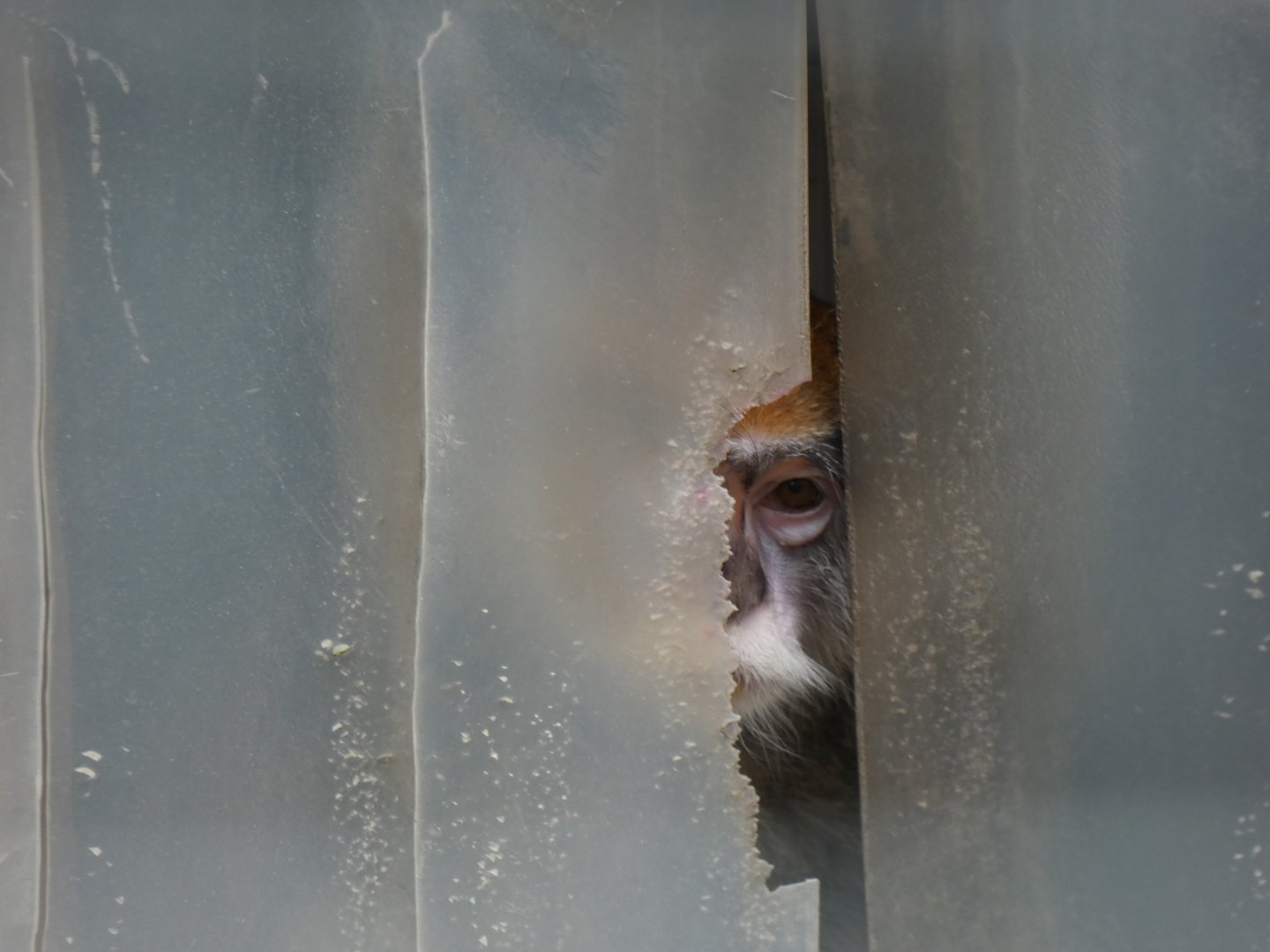 Patas Monkey