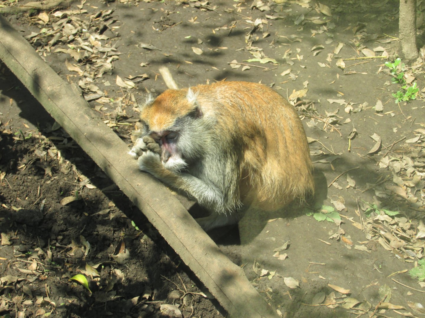 patas monkey