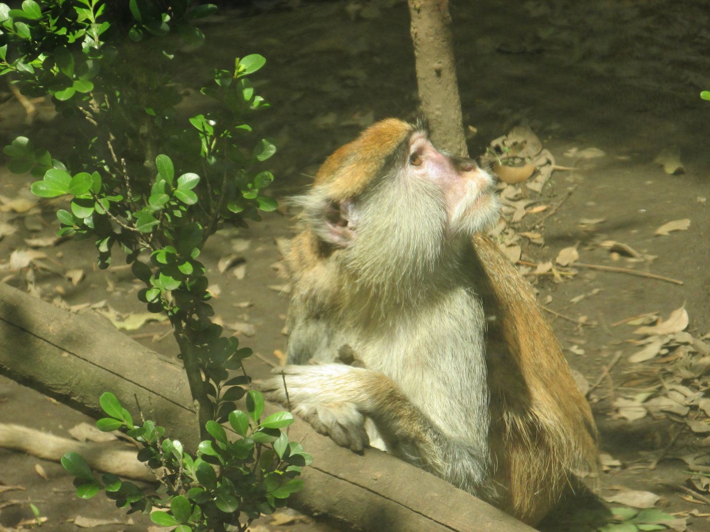 patas monkey