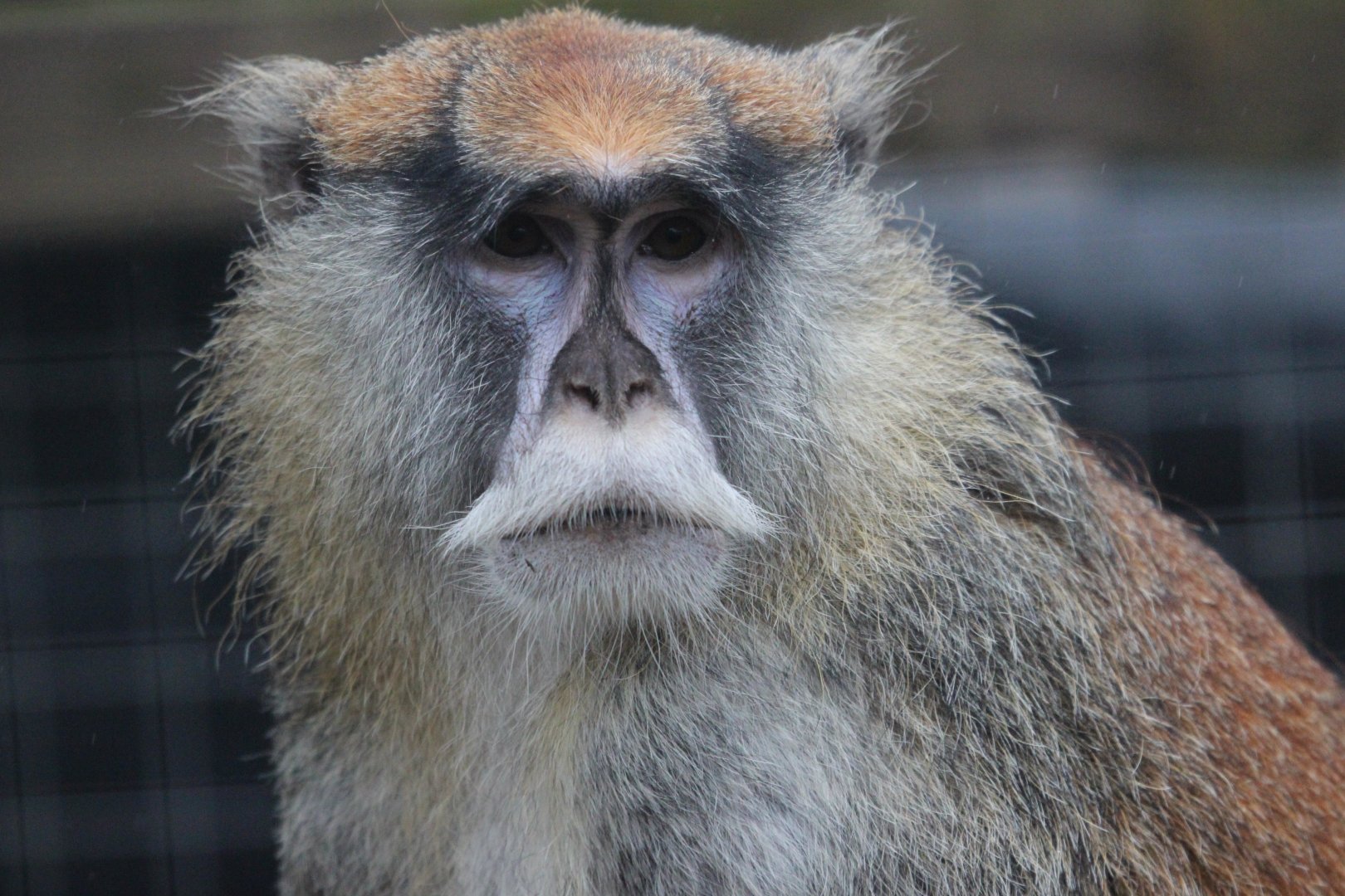 Patas Monkey