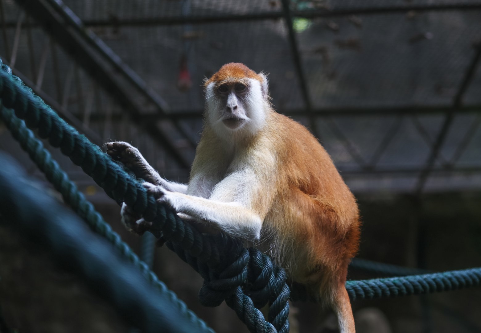 Patas monkey