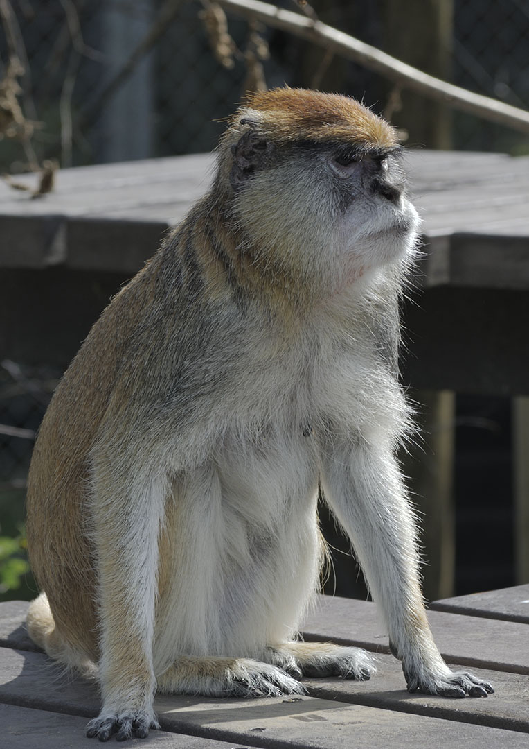 Patas monkey