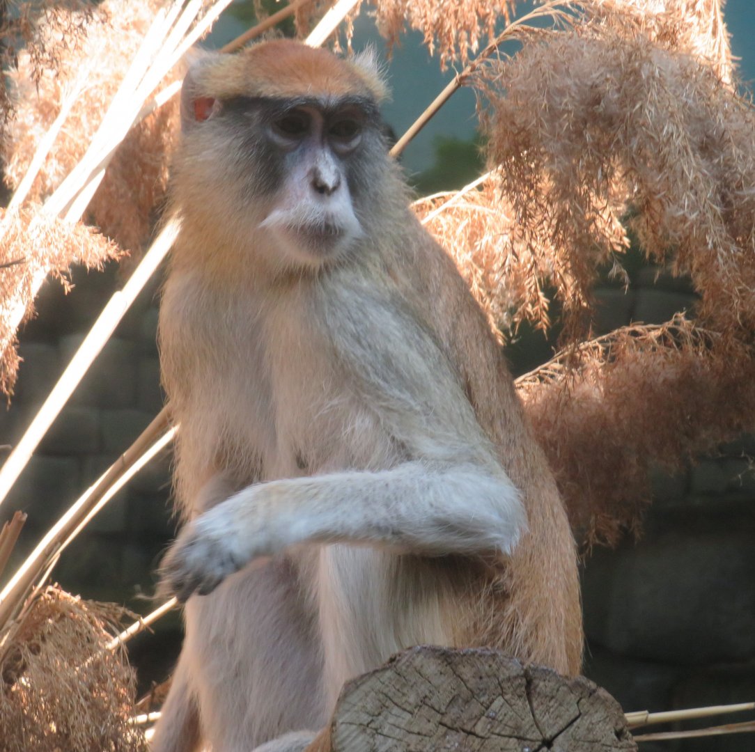 Patas monkey