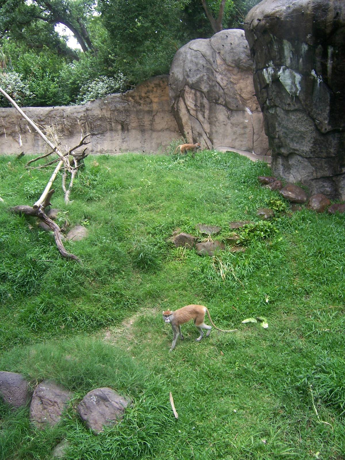 Patas Monkey